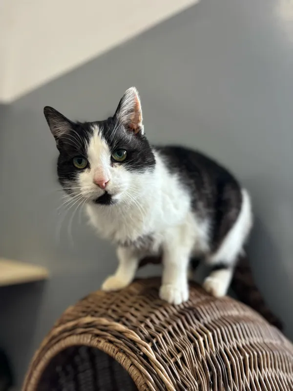 Kot do adopcji, Olsztyn, 30 stycznia 2025 (1/4)