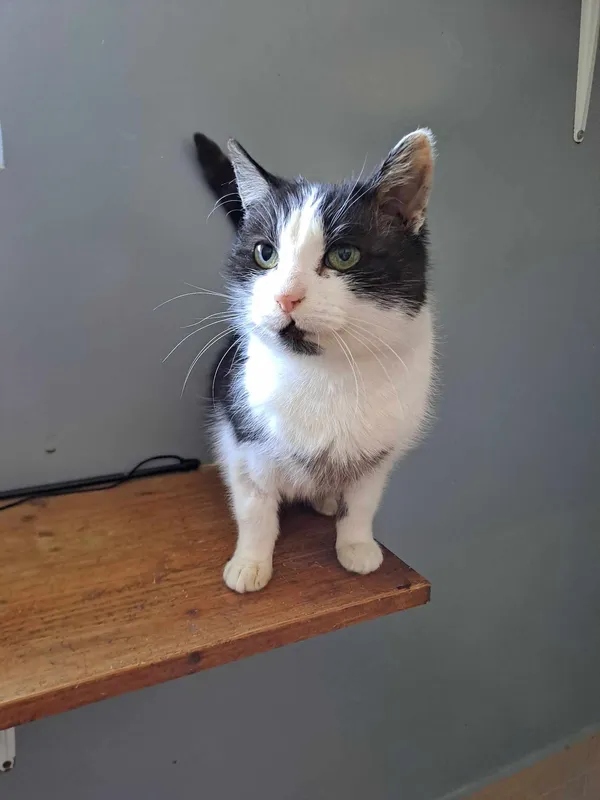 Kot do adopcji, Olsztyn, 30 stycznia 2025 (3/4)