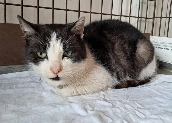 Kot do adopcji, Olsztyn, 30 stycznia 2025 (4/4)