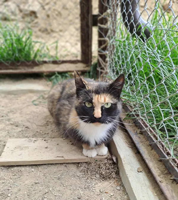 Kot do adopcji, Olsztyn, 5 stycznia 2025 (1/2)