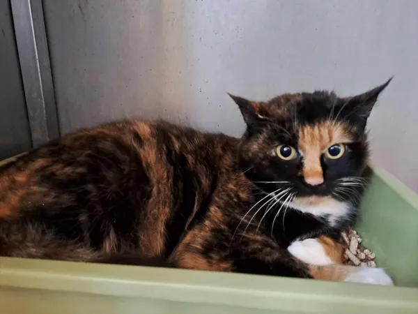 Kot do adopcji, Olsztyn, 5 stycznia 2025 (2/2)