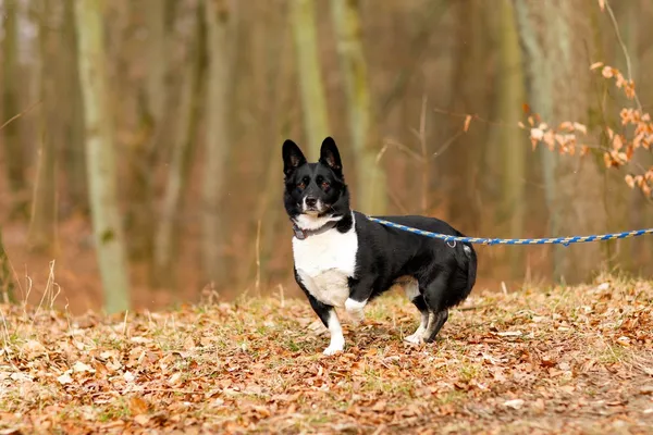 Pies do adopcji, Elbląg, 17 lutego 2025 (2/5)