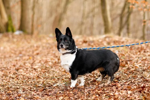 Pies do adopcji, Elbląg, 17 lutego 2025 (4/5)