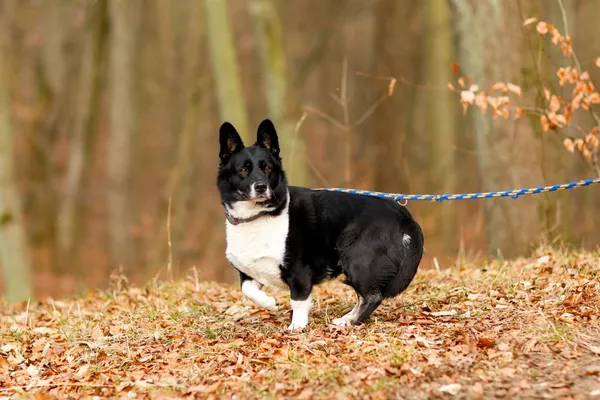 Pies do adopcji, Elbląg, 17 lutego 2025 (5/5)