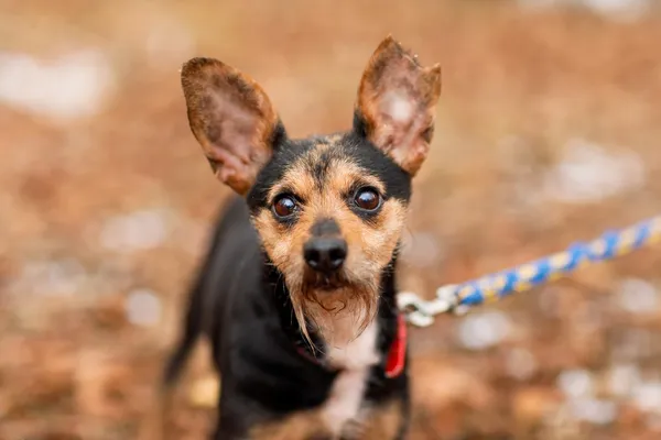 Pies do adopcji, Elbląg, 17 lutego 2025 (5/5)