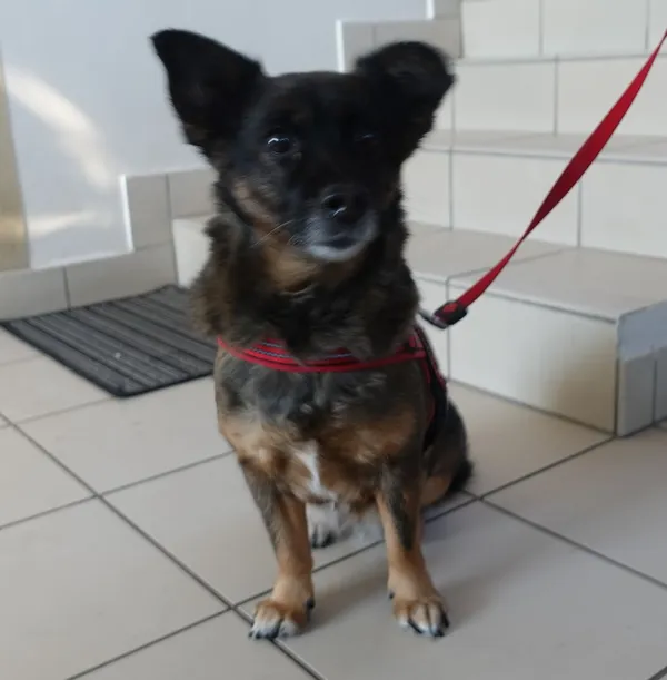 Znaleziono psa, Gdańsk, 17 lutego 2025