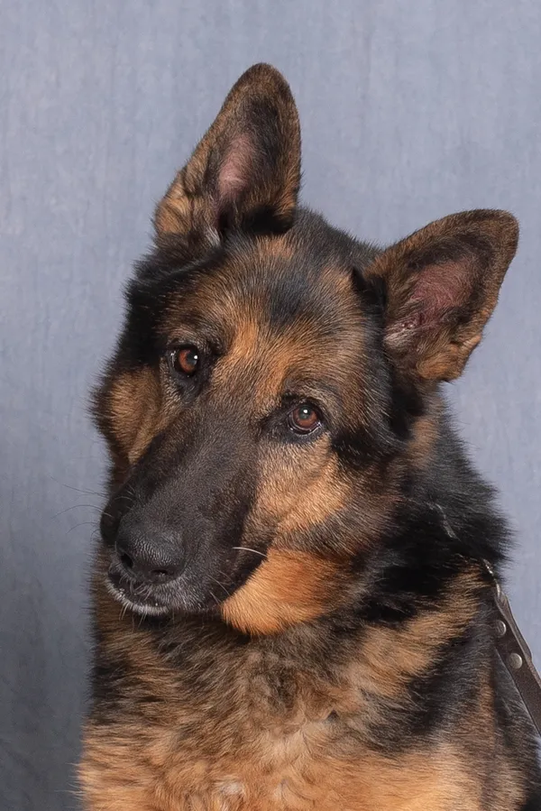 Znaleziono psa, Gdańsk, 16 lutego 2025