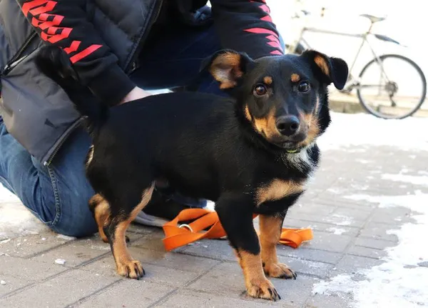 Znaleziono psa, Łódź, 16 lutego 2025 (1/3)