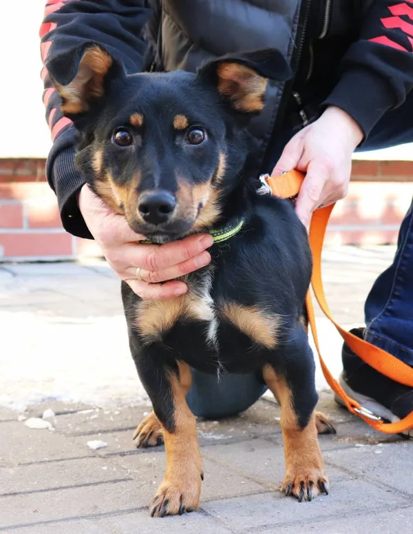 Znaleziono psa, Łódź, 16 lutego 2025 (2/3)