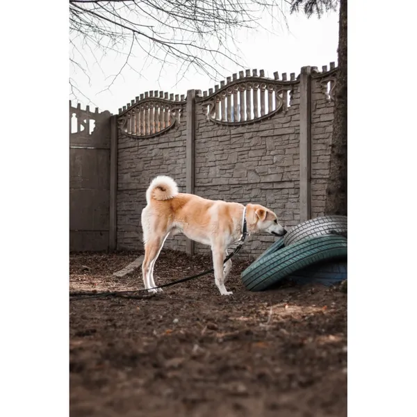 Znaleziono psa, Białystok, 15 lutego 2025 (2/5)