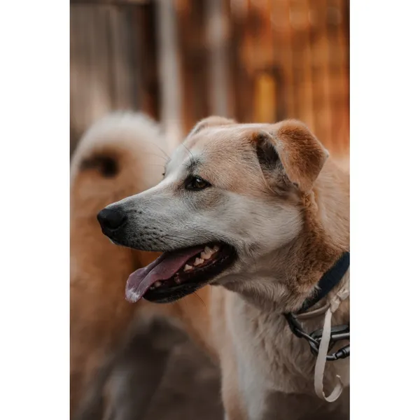 Znaleziono psa, Białystok, 15 lutego 2025 (3/5)