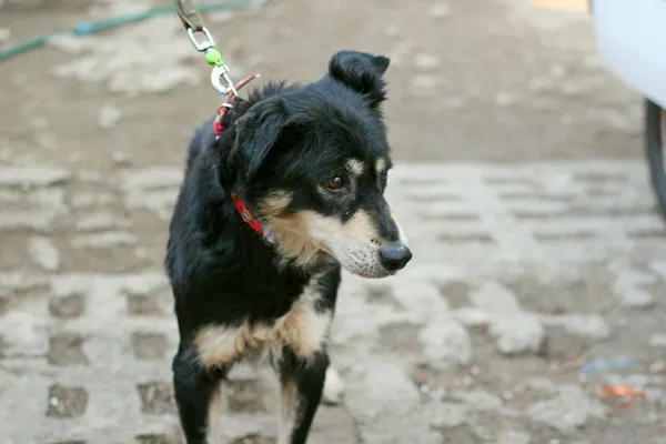 Znaleziono psa, Wałbrzych, 15 lutego 2025