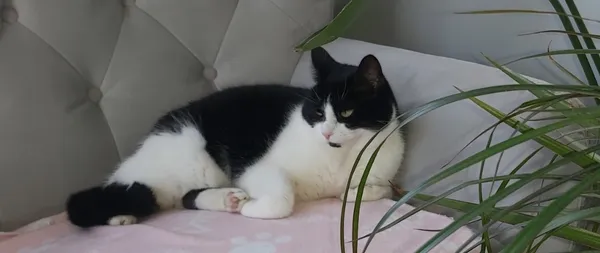 Zaginął kot, Dolaszewo, 18 lutego 2025 (2/2)