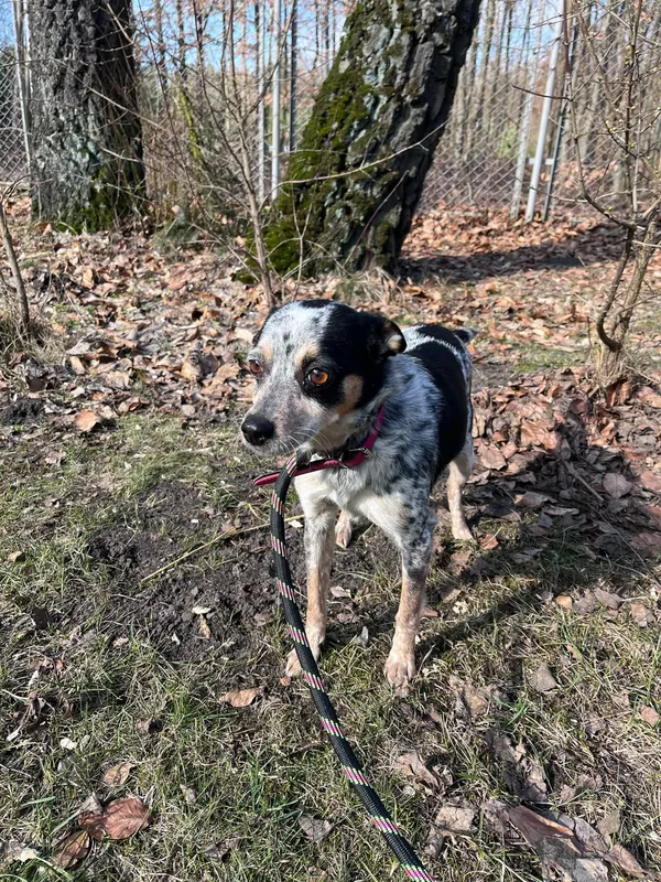 Pies do adopcji, Włocławek, 17 lutego 2025 (2/5)