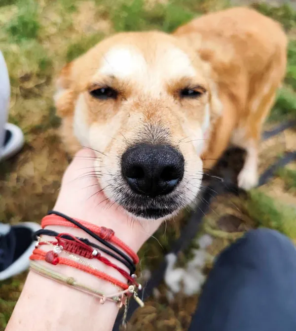 Pies do adopcji, Konin, 30 lipca 2024 (1/3)