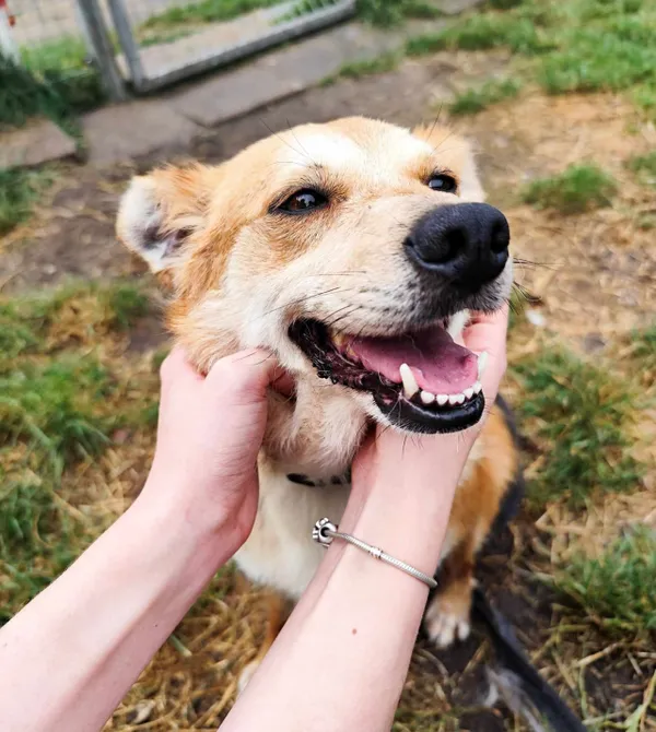 Pies do adopcji, Konin, 30 lipca 2024 (2/3)