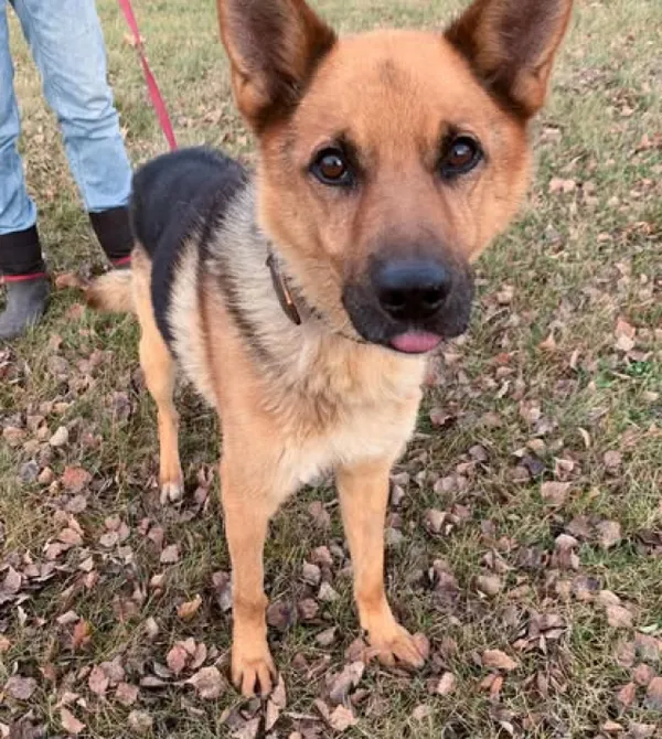 Pies do adopcji, Konin, 12 września 2024 (1/3)