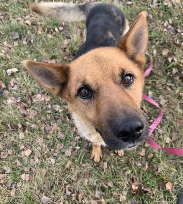 Pies do adopcji, Konin, 12 września 2024 (2/3)