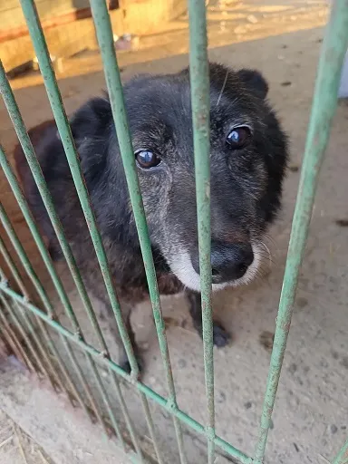 Pies do adopcji, Orzechowce, 16 lutego 2025 (1/3)