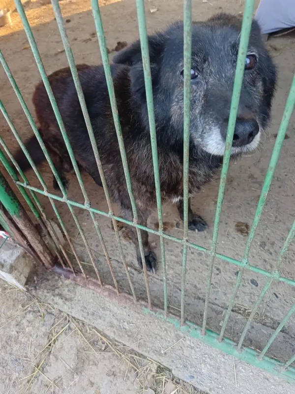 Pies do adopcji, Orzechowce, 16 lutego 2025 (2/3)