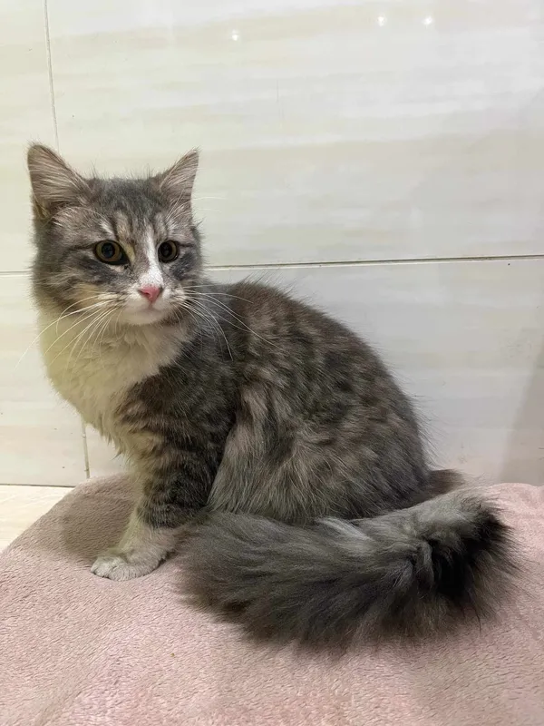 Znaleziono kota, Czartki, 18 lutego 2025