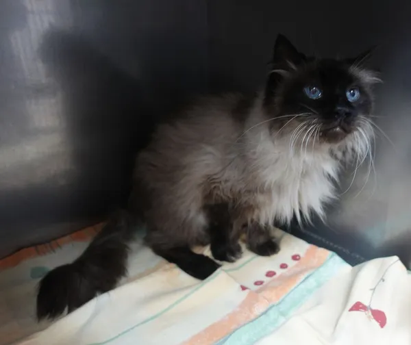 Znaleziono kota, Gdańsk, 18 lutego 2025