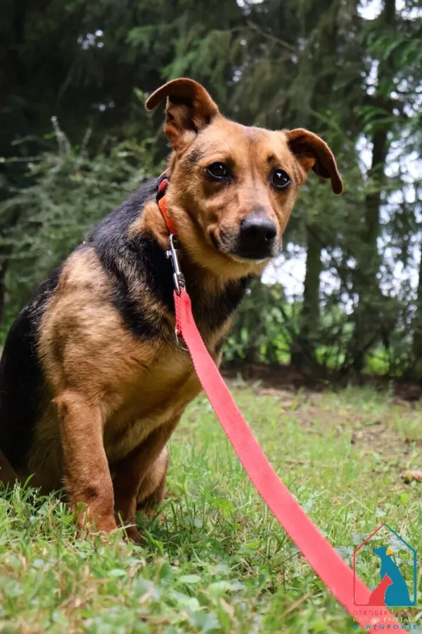 Pies do adopcji, Grudziądz, 24 października 2024 (4/5)