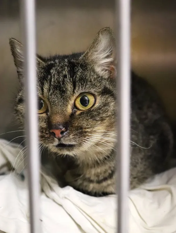 Znaleziono kota, Łódź, 16 lutego 2025 (2/3)