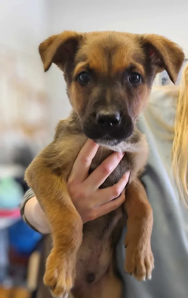 Znaleziono psa, Lublin, 18 lutego 2025