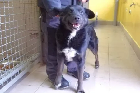 Pies do adopcji, Żary, 18 lutego 2025