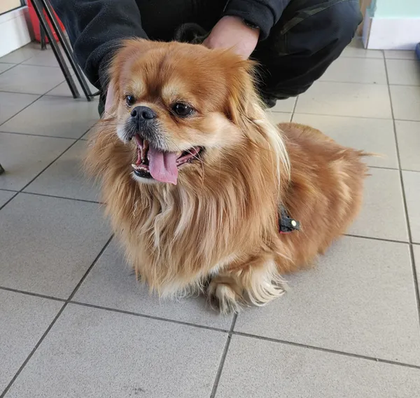 Pies do adopcji, Żary, 17 lutego 2025