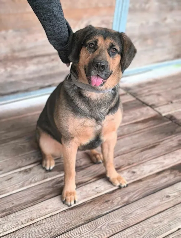 Pies do adopcji, Żary, 17 lutego 2025