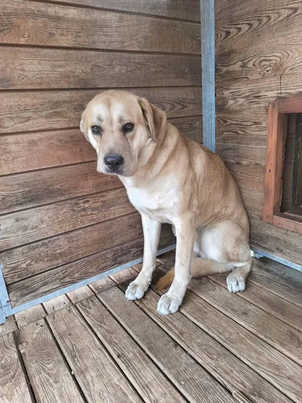 Pies do adopcji, Żary, 17 lutego 2025