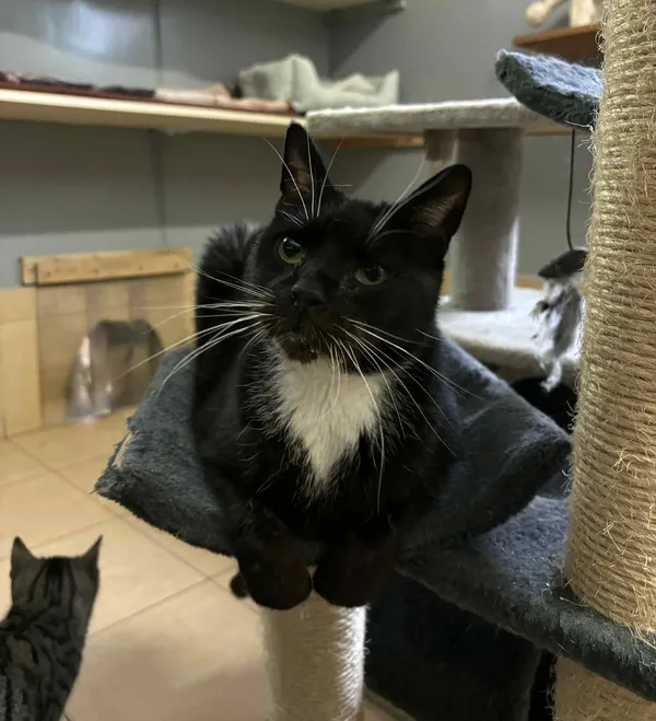 Znaleziono kota, Olsztyn, 13 lutego 2025 (1/3)