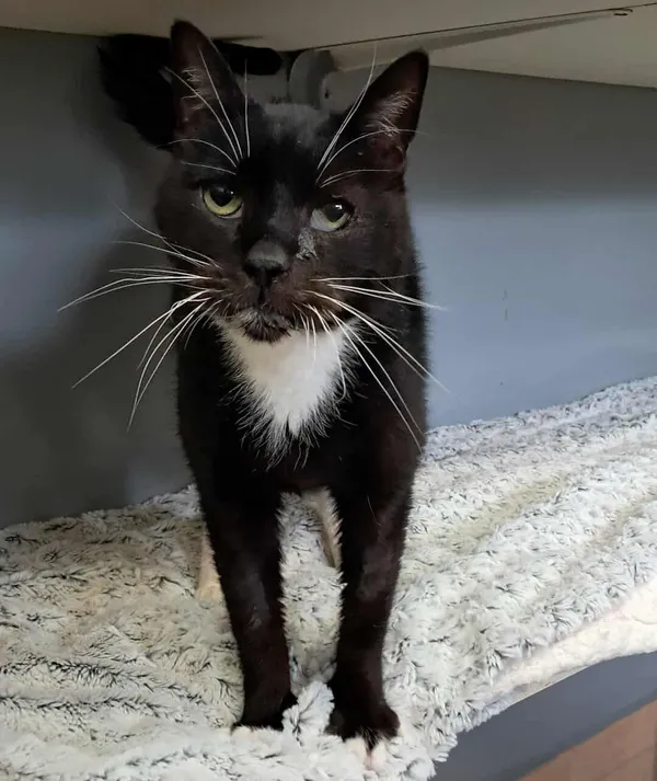 Znaleziono kota, Olsztyn, 13 lutego 2025 (2/3)