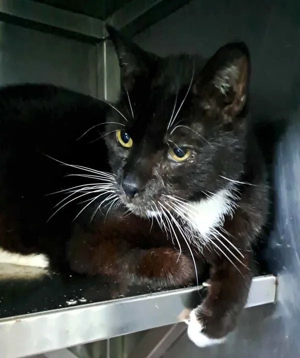 Znaleziono kota, Olsztyn, 13 lutego 2025 (3/3)