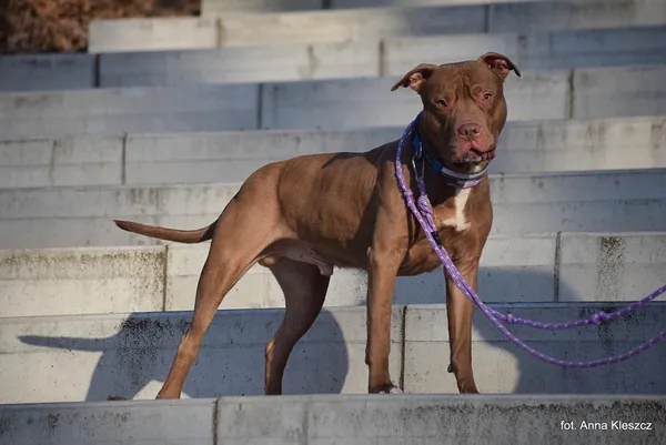 Znaleziono psa, Toruń, 25 stycznia 2025