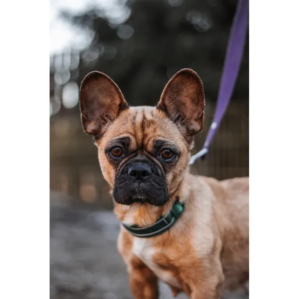 Znaleziono psa, Białystok, 9 stycznia 2025 (1/4)