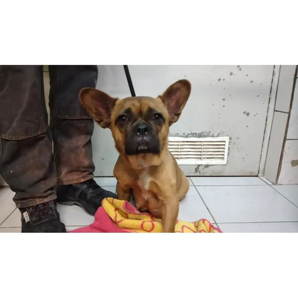 Znaleziono psa, Białystok, 9 stycznia 2025 (3/4)