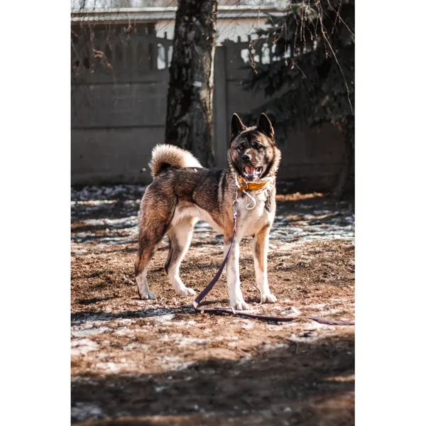 Znaleziono psa, Białystok, 2 lutego 2025 (4/5)