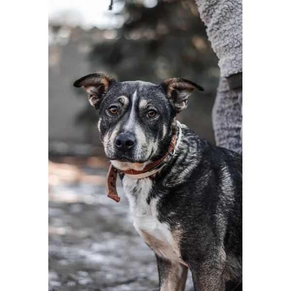 Znaleziono psa, Białystok, 3 lutego 2025 (1/4)