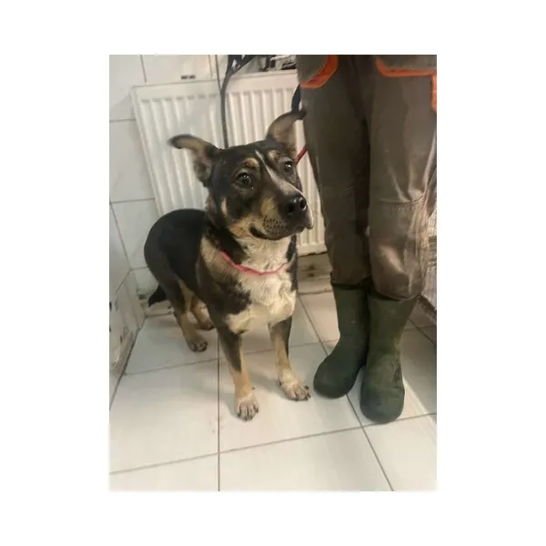 Znaleziono psa, Białystok, 3 lutego 2025 (4/4)