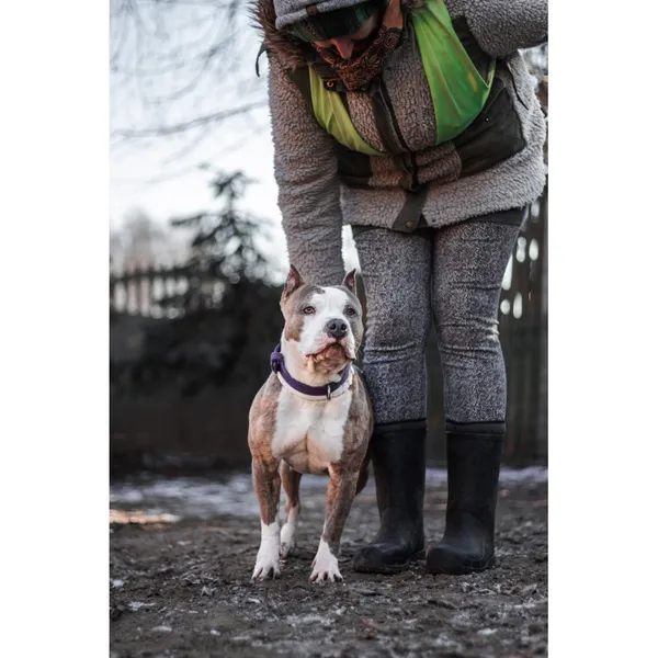 Znaleziono psa, Białystok, 3 lutego 2025 (2/4)