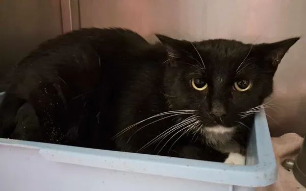 Kot do adopcji, Olsztyn, 21 stycznia 2025 (2/2)