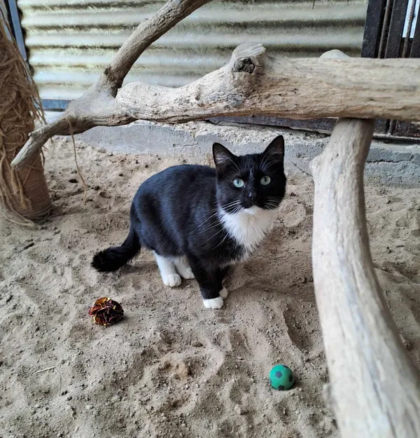 Kot do adopcji, Olsztyn, 21 stycznia 2025 (2/3)