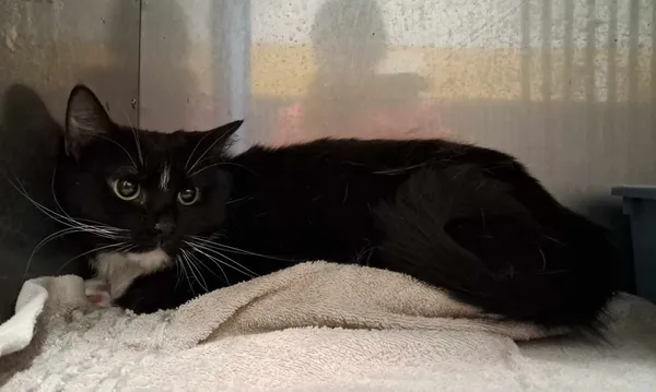 Kot do adopcji, Olsztyn, 21 stycznia 2025 (3/3)