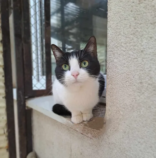 Kot do adopcji, Olsztyn, 21 stycznia 2025 (1/2)