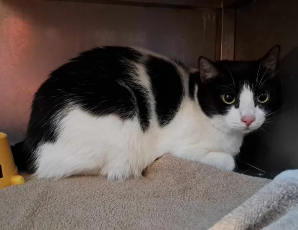 Kot do adopcji, Olsztyn, 21 stycznia 2025 (2/2)