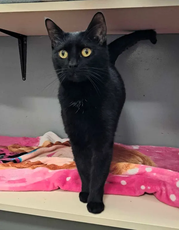 Kot do adopcji, Olsztyn, 21 stycznia 2025 (1/2)