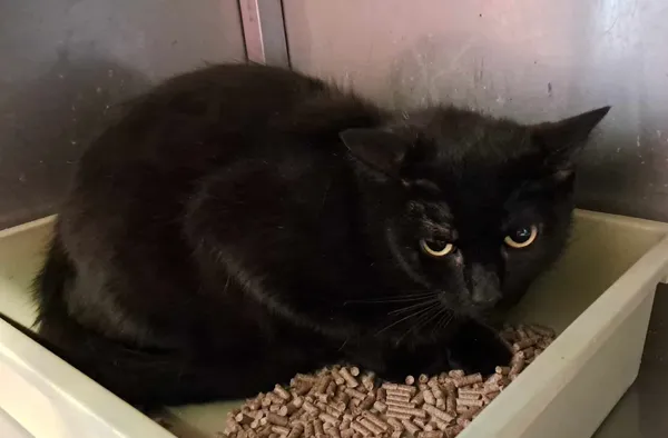 Kot do adopcji, Olsztyn, 21 stycznia 2025 (2/2)